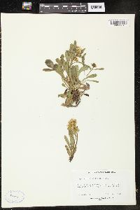 Solidago multiradiata image