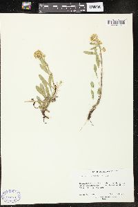 Solidago multiradiata image