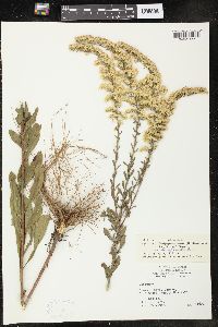 Solidago nemoralis subsp. decemflora image