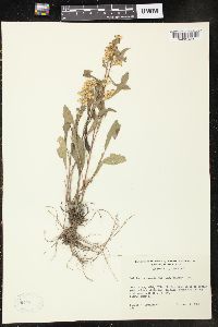 Solidago nemoralis var. haleana image