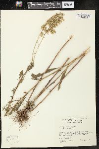 Solidago nemoralis var. haleana image