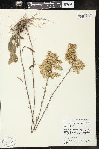 Solidago nemoralis var. haleana image