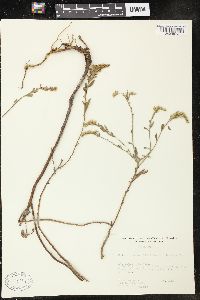 Solidago nemoralis var. haleana image