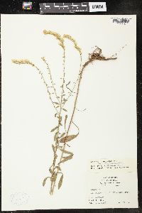 Solidago nemoralis var. haleana image