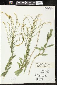 Solidago nemoralis var. haleana image