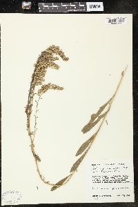 Solidago nemoralis var. haleana image