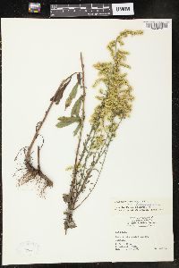 Solidago nemoralis var. haleana image