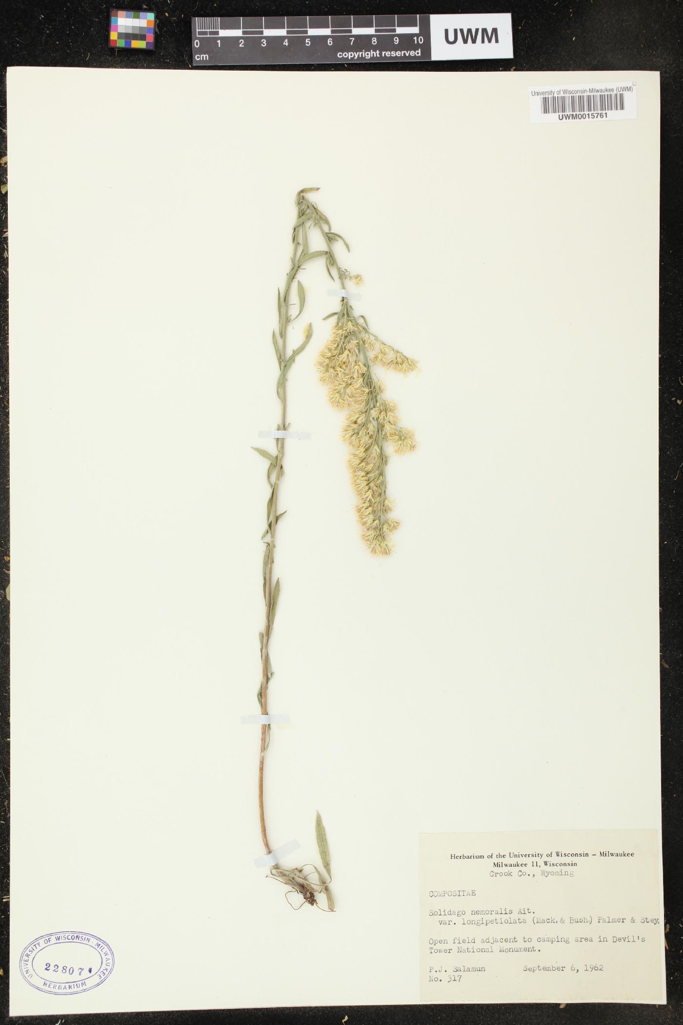 Solidago nemoralis subsp. decemflora image