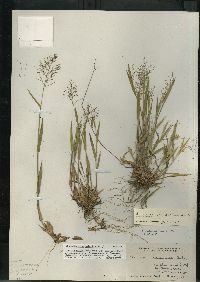 Dichanthelium acuminatum subsp. columbianum image