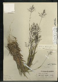 Dichanthelium acuminatum subsp. columbianum image