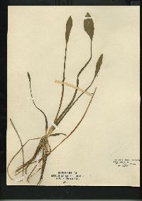 Sagittaria graminea subsp. graminea image