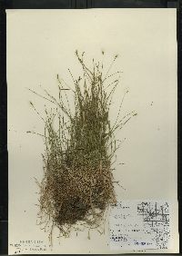 Carex leptalea subsp. leptalea image