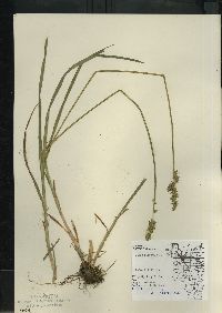 Carex stipata var. stipata image