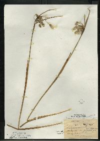 Eriophorum angustifolium image