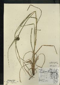 Scirpus atrocinctus image