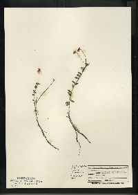 Vaccinium oxycoccos image