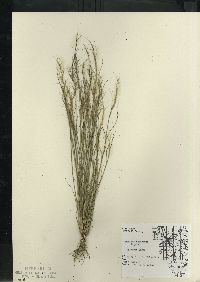 Aristida basiramea image