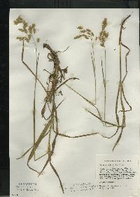 Bromus kalmii image