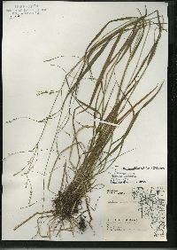 Festuca subverticillata image