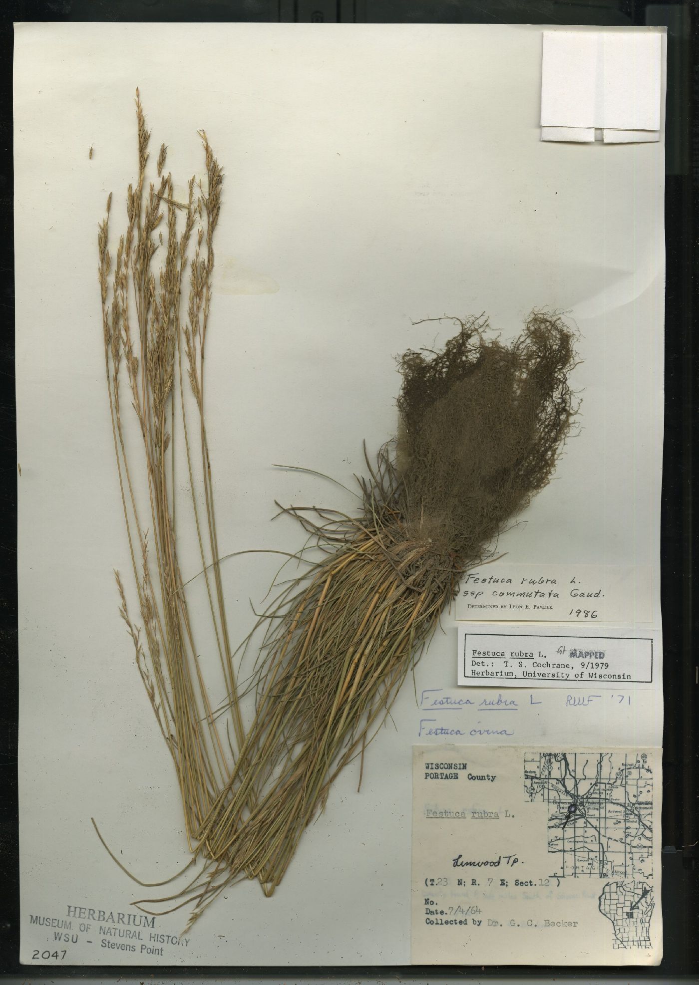 Festuca rubra subsp. fallax image