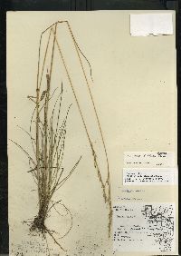 Festuca rubra image