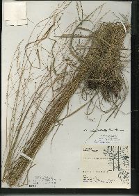 Festuca subverticillata image