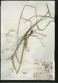 Glyceria canadensis image