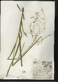 Glyceria canadensis image