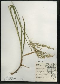 Glyceria canadensis image