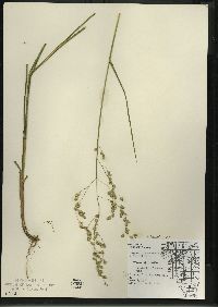 Glyceria canadensis image