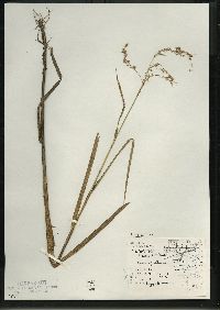 Glyceria canadensis image