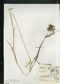 Torreyochloa pallida image