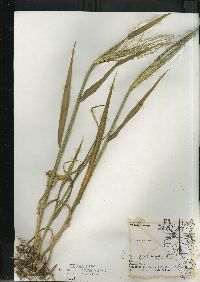 Hordeum vulgare image