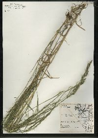 Muhlenbergia mexicana image