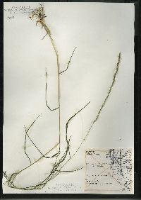 Muhlenbergia mexicana image