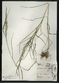 Muhlenbergia mexicana image