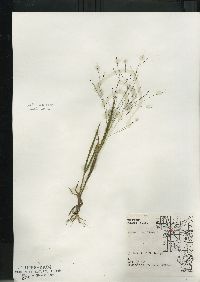 Panicum capillare subsp. capillare image