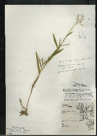 Dichanthelium acuminatum subsp. fasciculatum image