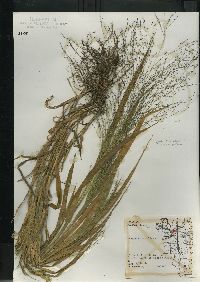 Panicum capillare subsp. capillare image