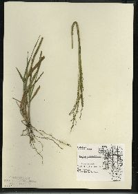 Panicum dichotomiflorum subsp. dichotomiflorum image