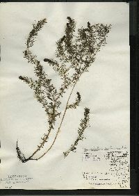 Myriophyllum sibiricum image