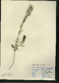 Myriophyllum sibiricum image