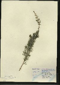 Myriophyllum sibiricum image