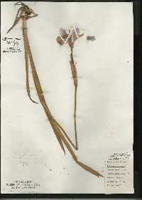 Iris versicolor image