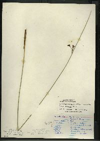 Juncus balticus subsp. littoralis image