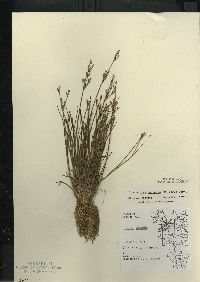 Juncus brevicaudatus image