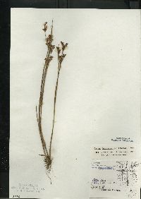 Juncus brevicaudatus image