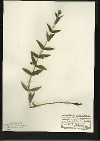 Scutellaria galericulata image