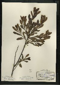 Myrica gale image