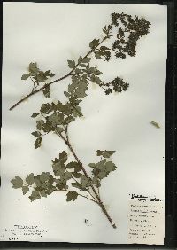 Thalictrum dasycarpum image